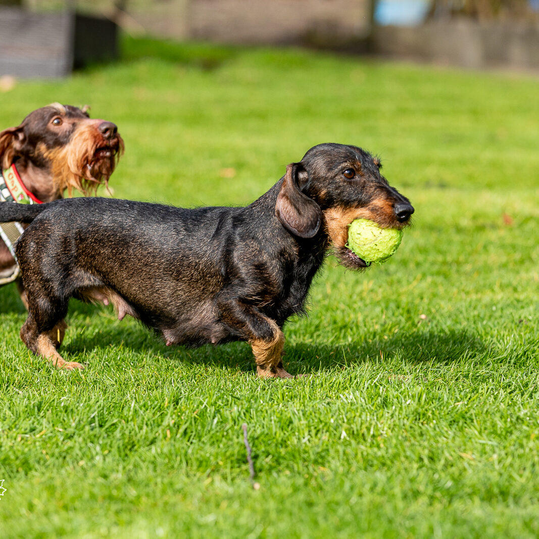 Dackel DTK-Gruppe Schwerte-Westhofen im Landesverband Westfalen