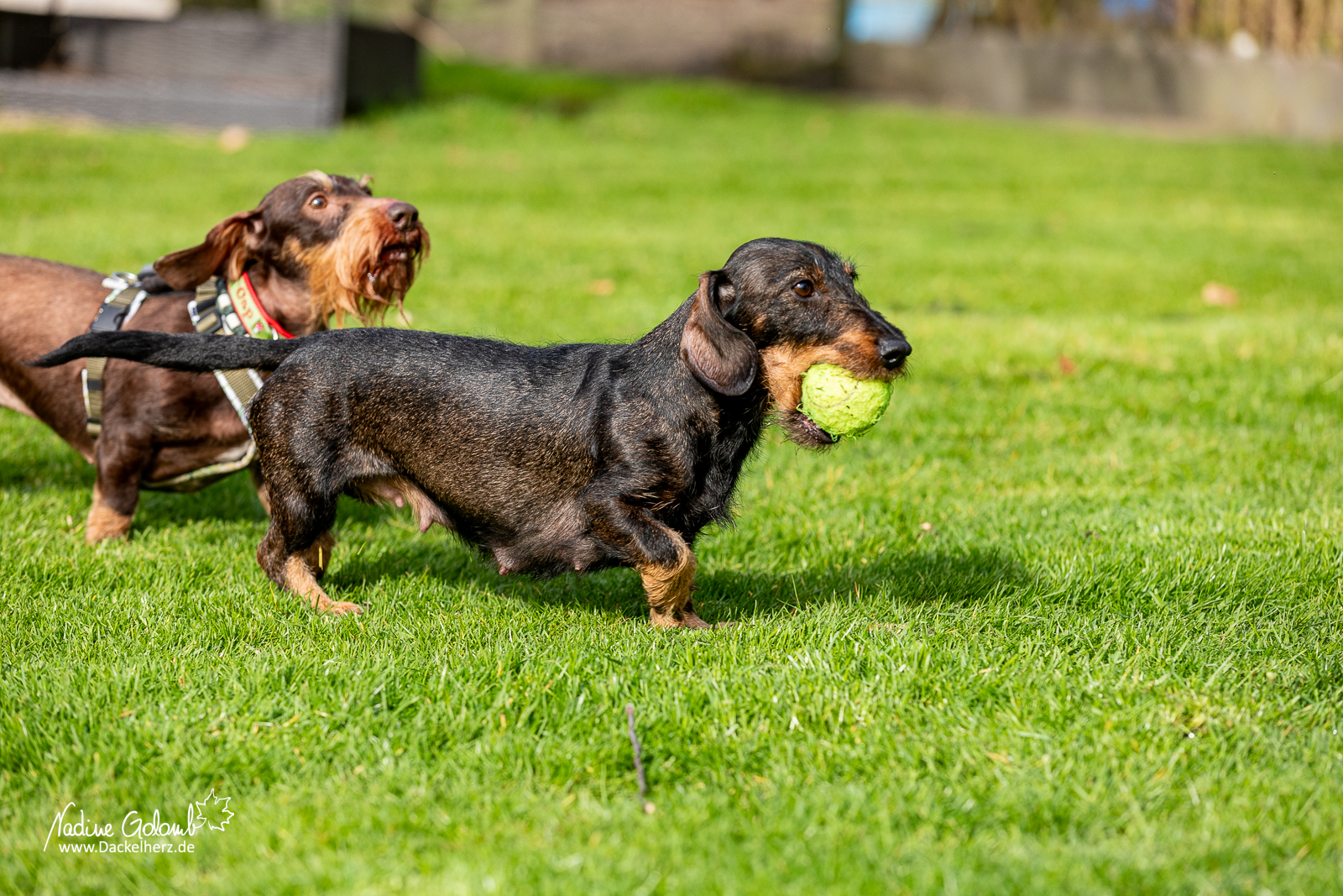 Dackel DTK-Gruppe Schwerte-Westhofen im Landesverband Westfalen