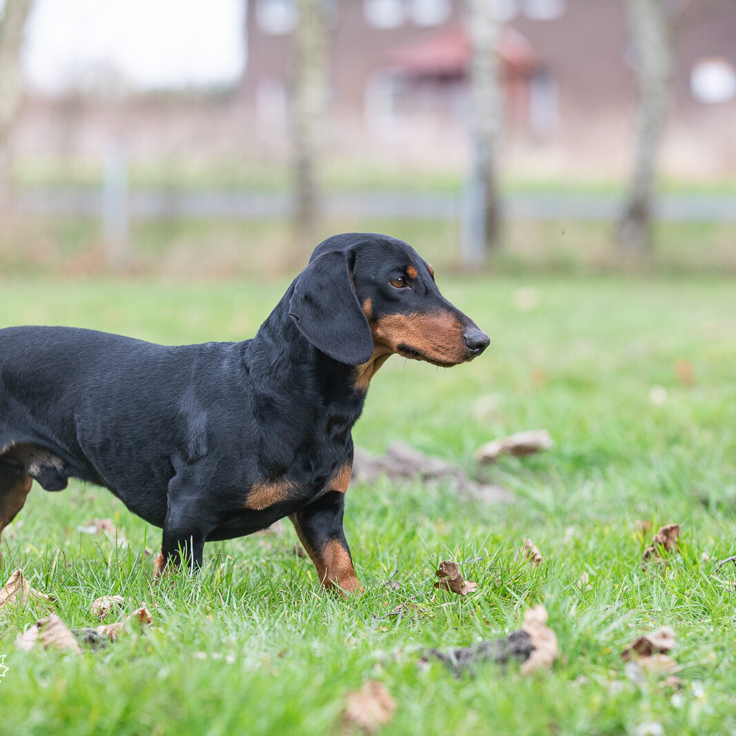 Dackel DTK-Gruppe Schwerte-Westhofen im Landesverband Westfalen
