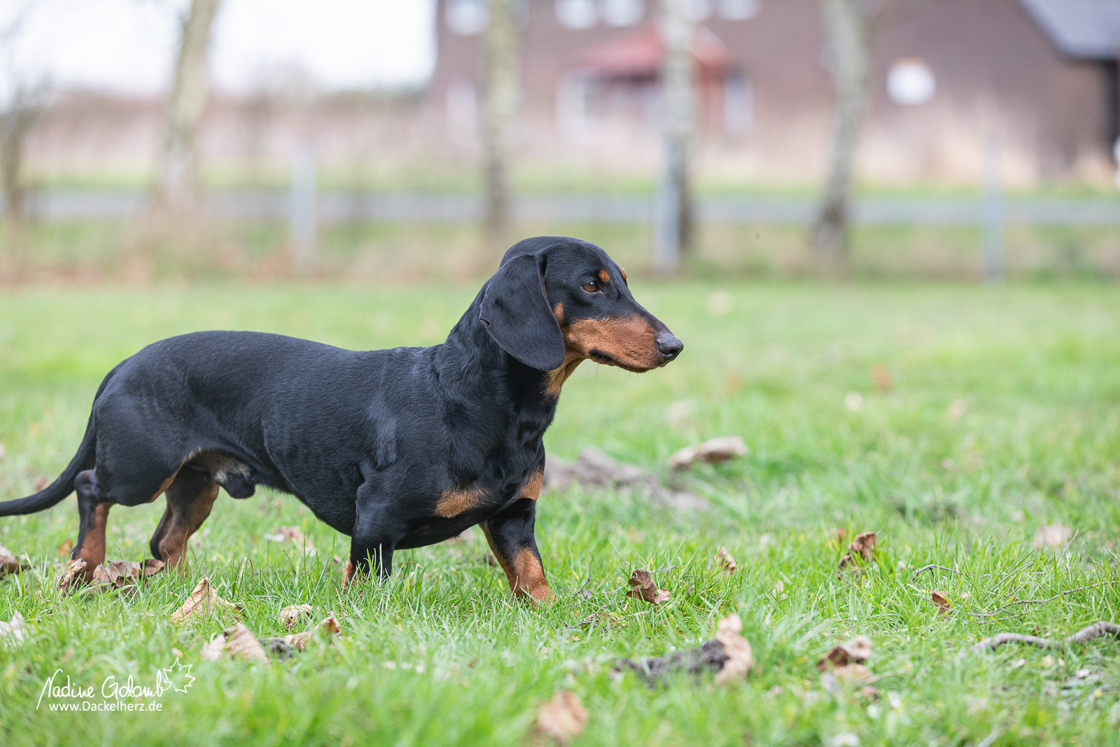 Dackel DTK-Gruppe Schwerte-Westhofen im Landesverband Westfalen