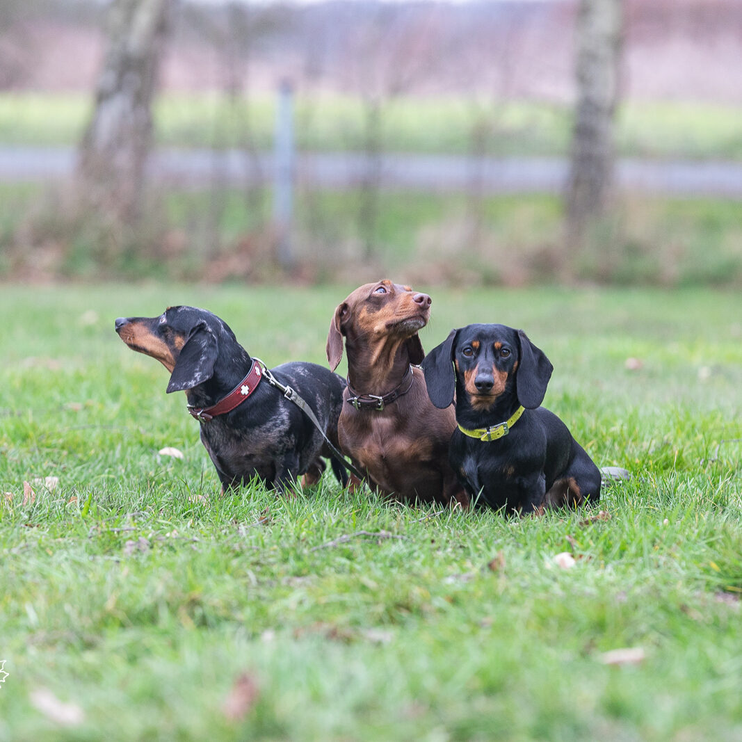 Dackel DTK-Gruppe Schwerte-Westhofen im Landesverband Westfalen