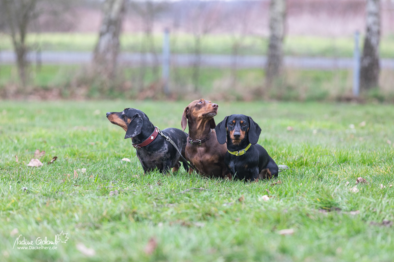 Dackel DTK-Gruppe Schwerte-Westhofen im Landesverband Westfalen