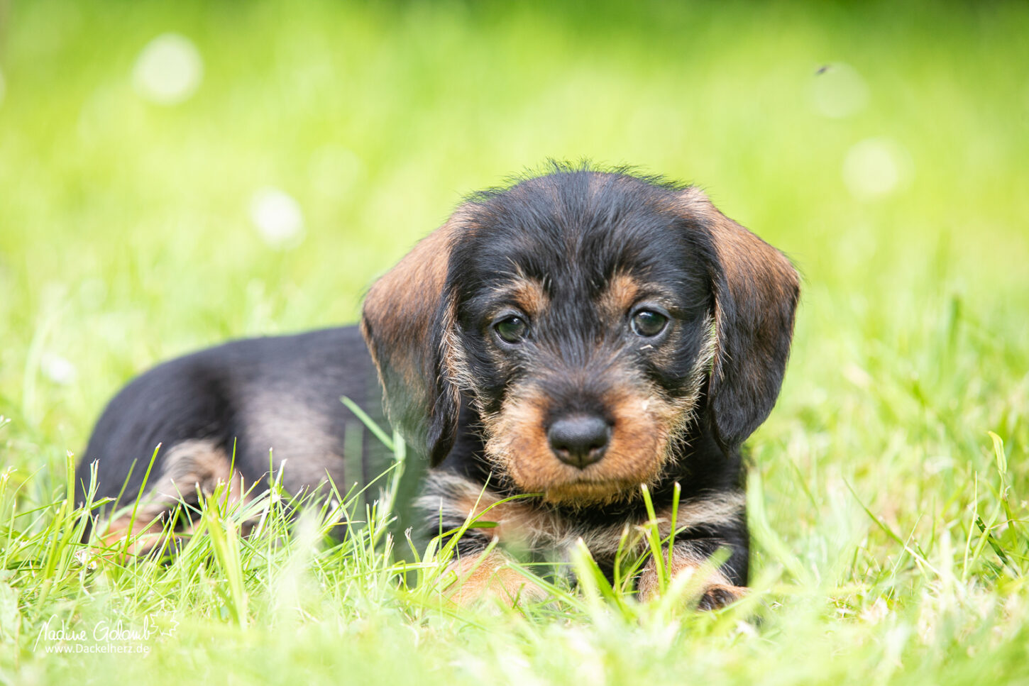 Dackelwelpen
