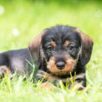 Dackelwelpen