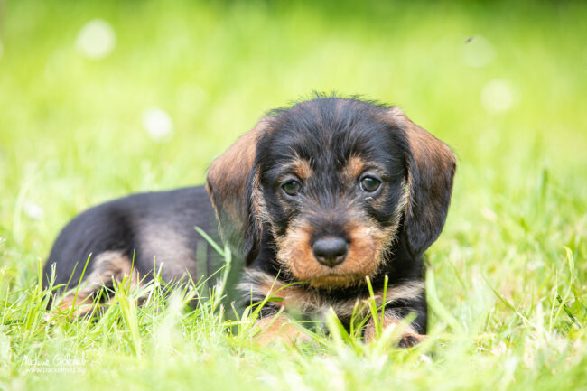 Dackelwelpen