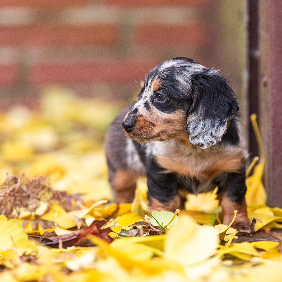 Dackel DTK-Gruppe Schwerte-Westhofen im Landesverband Westfalen