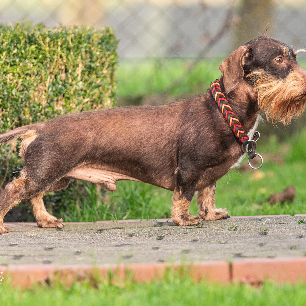 Dackel DTK-Gruppe Schwerte-Westhofen im Landesverband Westfalen