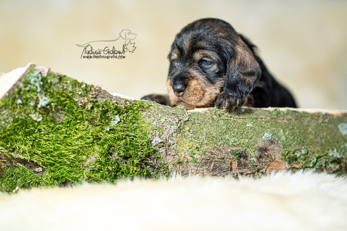 Dackelwelpen