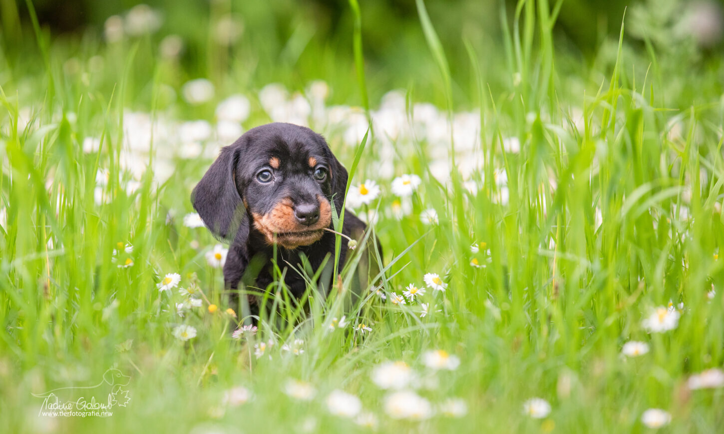 Dackelwelpen