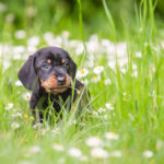 Dackelwelpen