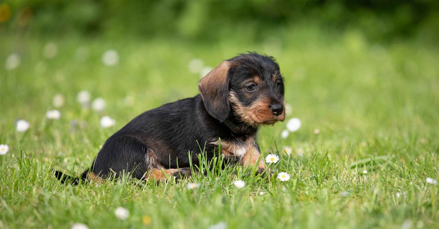 Dackelwelpen