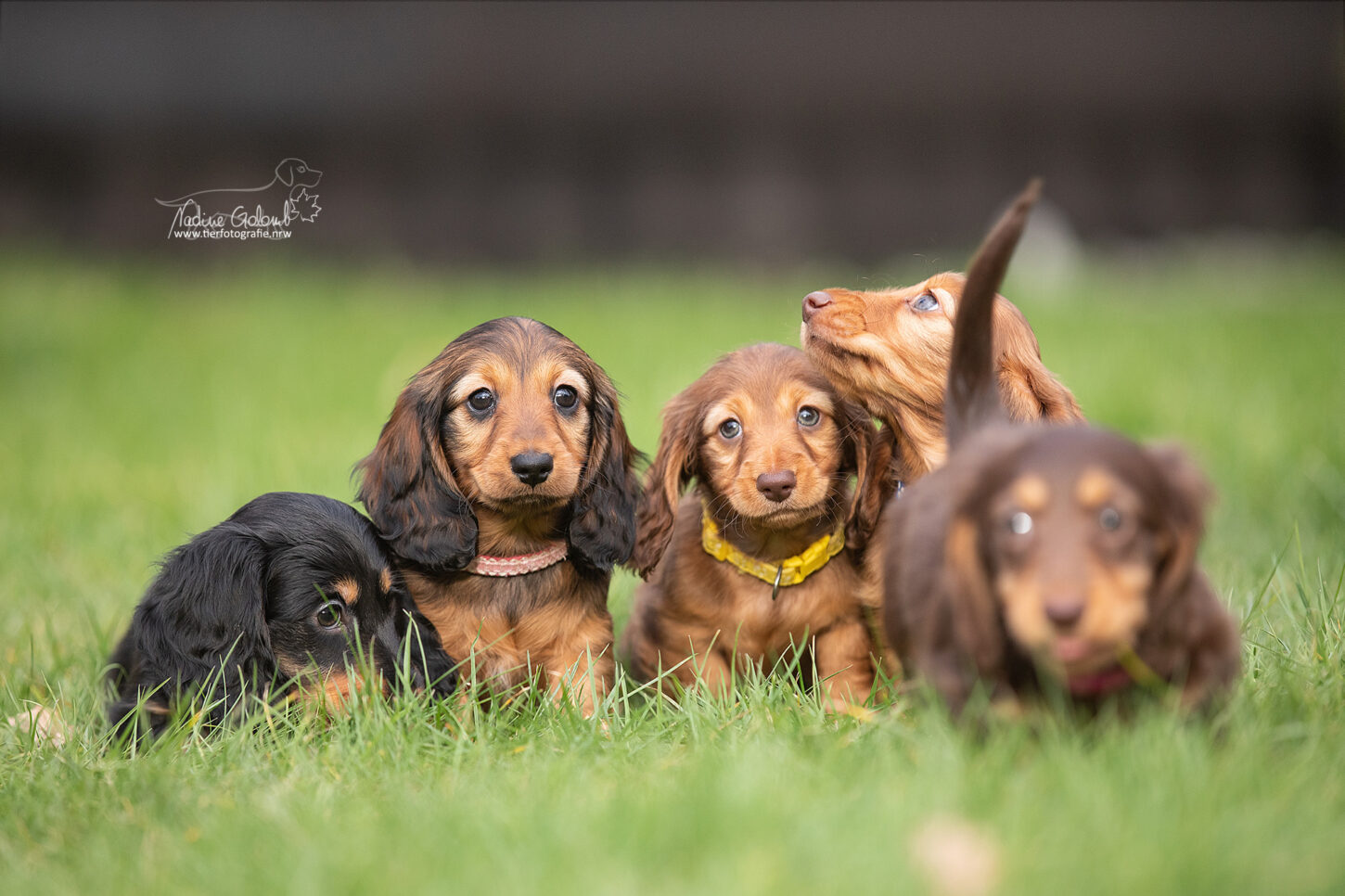 Dackelwelpen