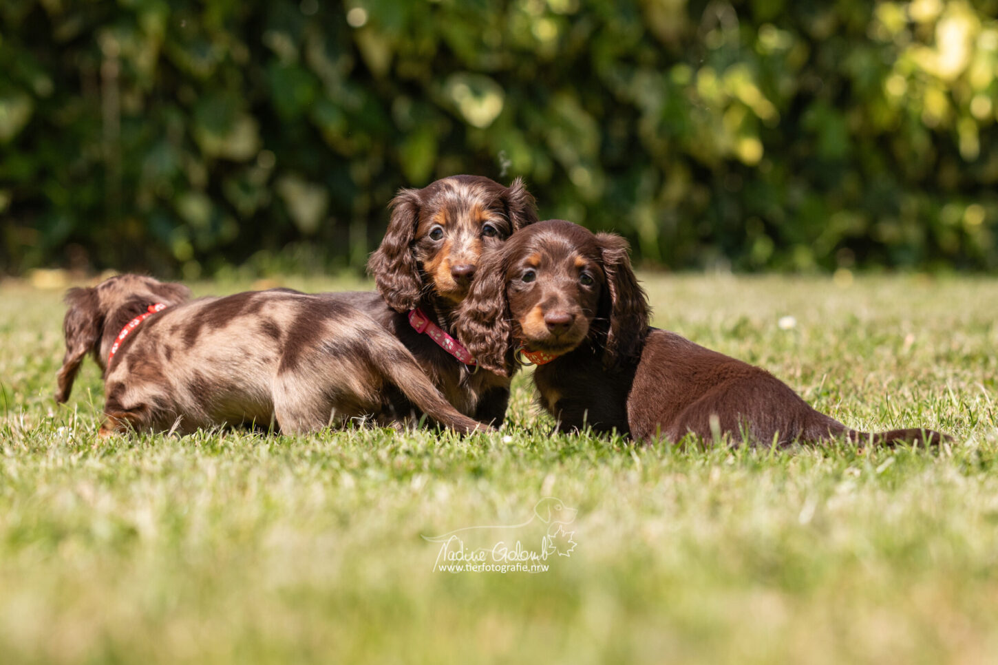 Dackelwelpen